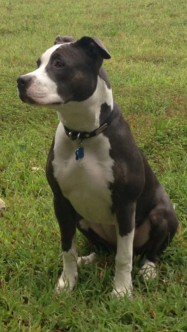 Bal — American Staffordshire Terrier