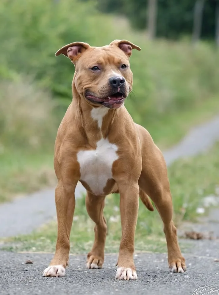 Kaya — American Staffordshire Terrier