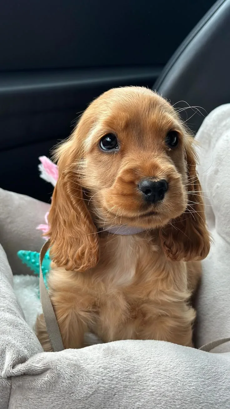 Jack — Amerikan Cocker