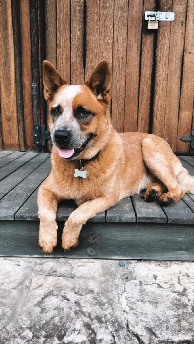 Kont — Avustralya Çoban Köpeği (Australian Shepherd)