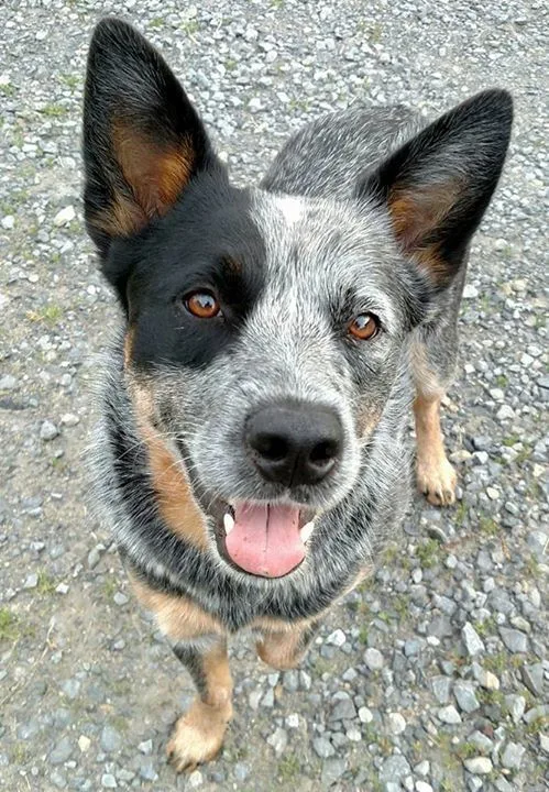 Kar — Avustralya Çoban Köpeği (Australian Shepherd)