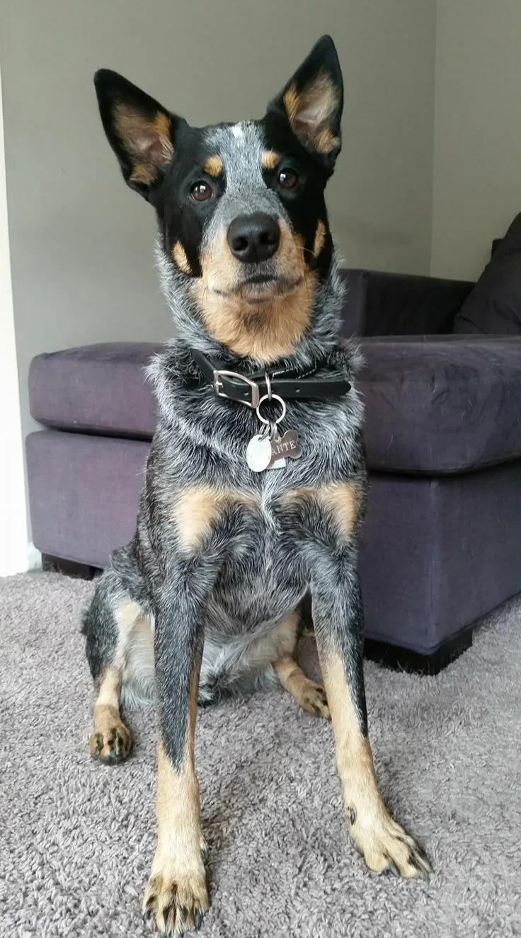Titan — Avustralya Çoban Köpeği (Australian Shepherd)