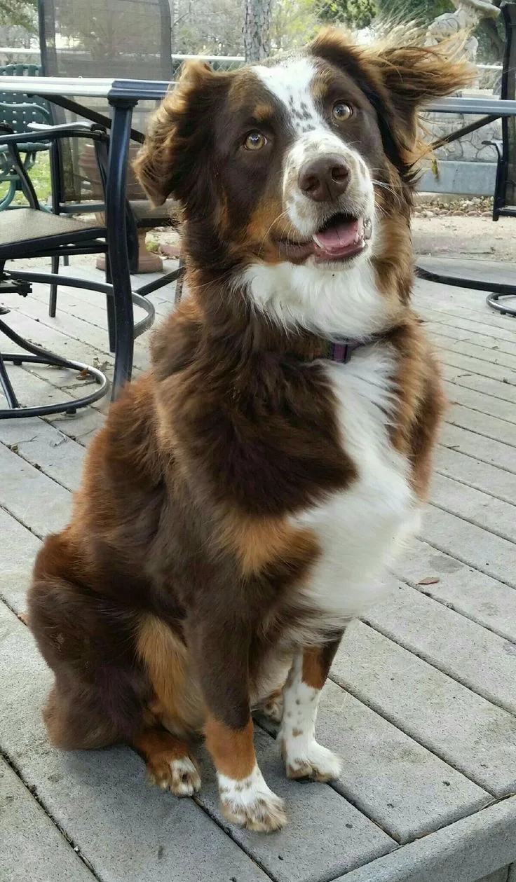 Rex — Avustralya Çoban Köpeği (Australian Shepherd)