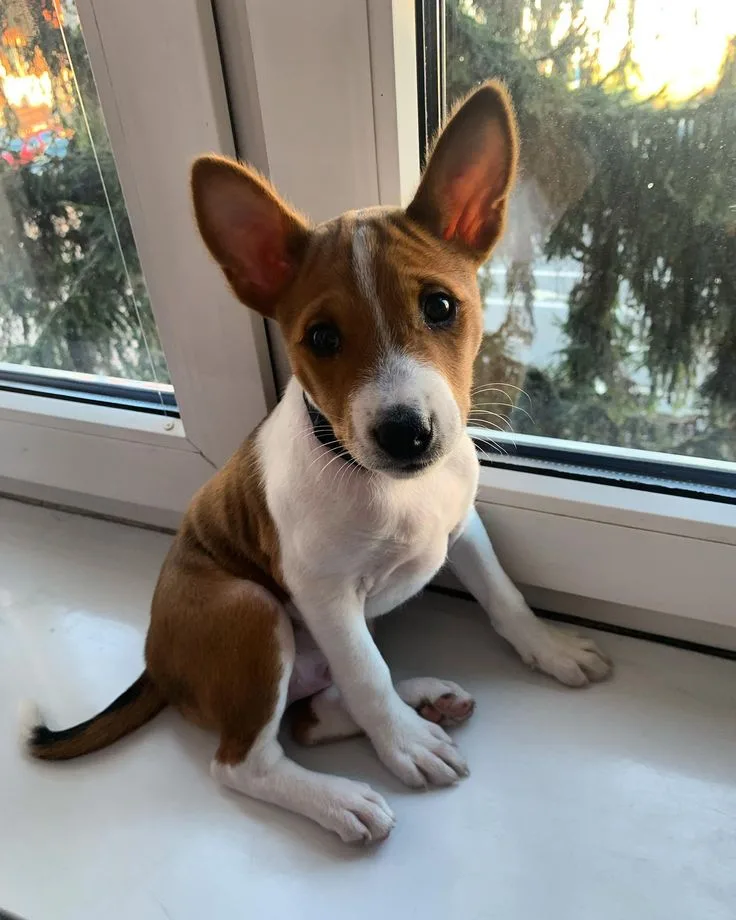 Reis — Basenji