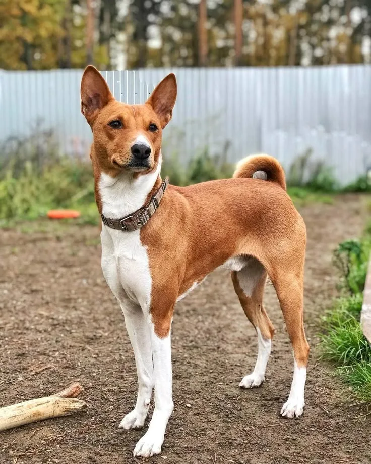 Rocky — Basenji