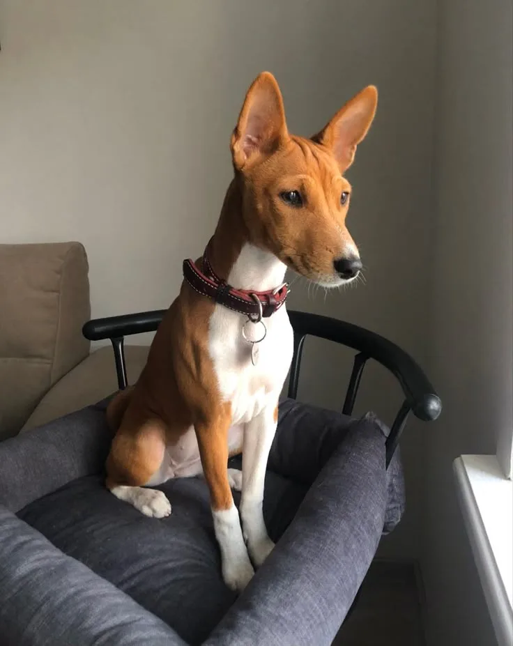 Tomi — Basenji