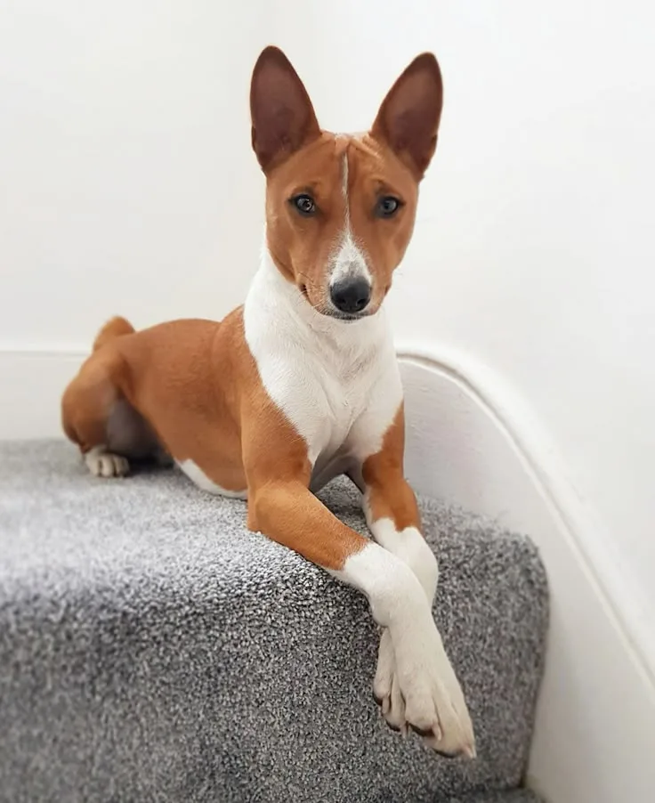 Lokum — Basenji