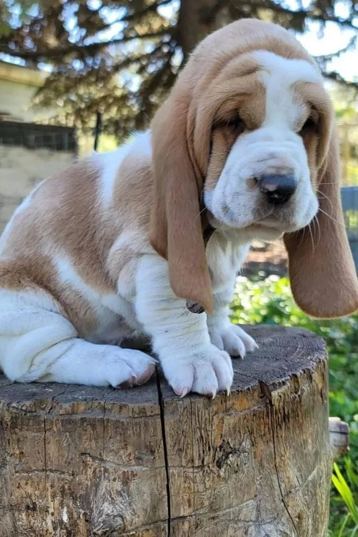 Bruno — Basset Hound