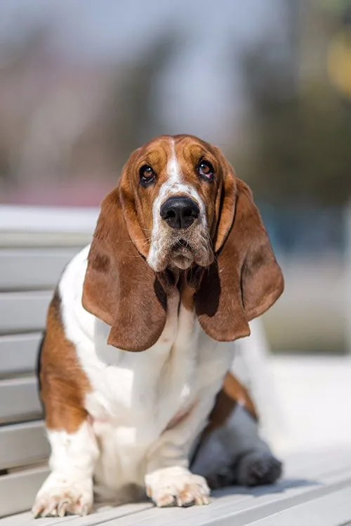 Zümrüt — Basset Hound