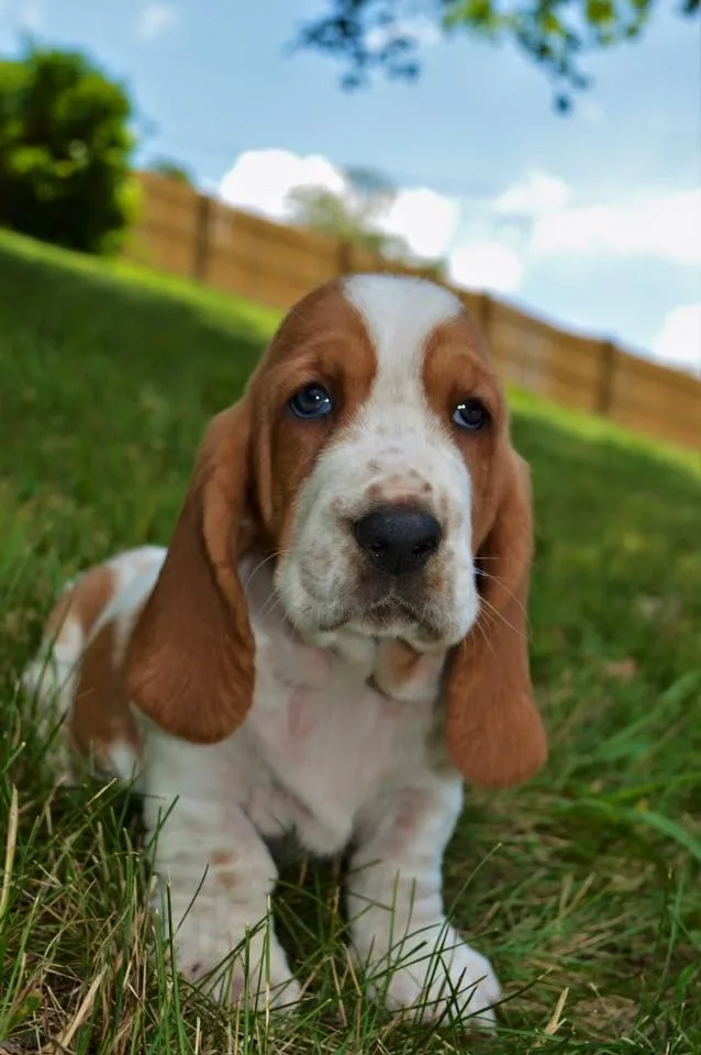 Jack — Basset Hound