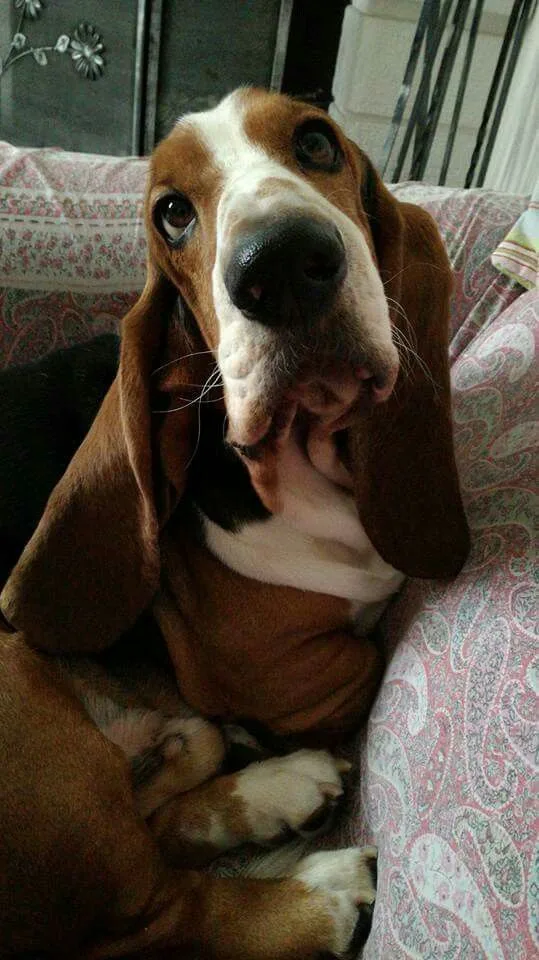Bronz — Basset Hound