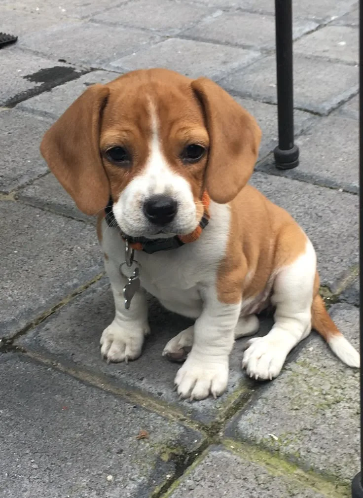 Cesur — Beagle