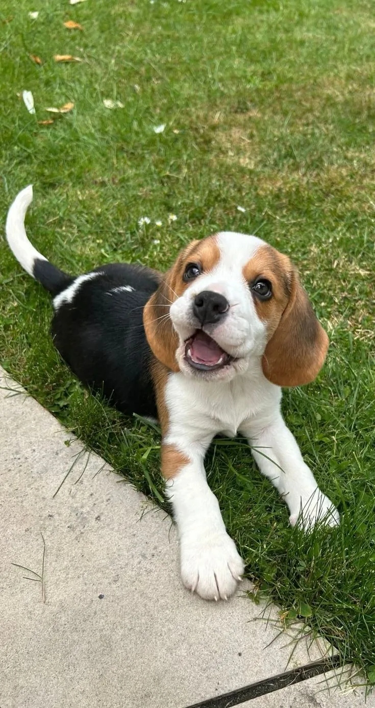 Bey — Beagle
