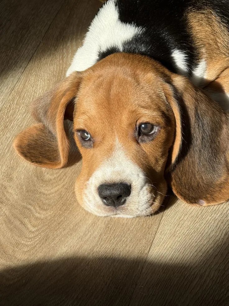 Kurt — Beagle