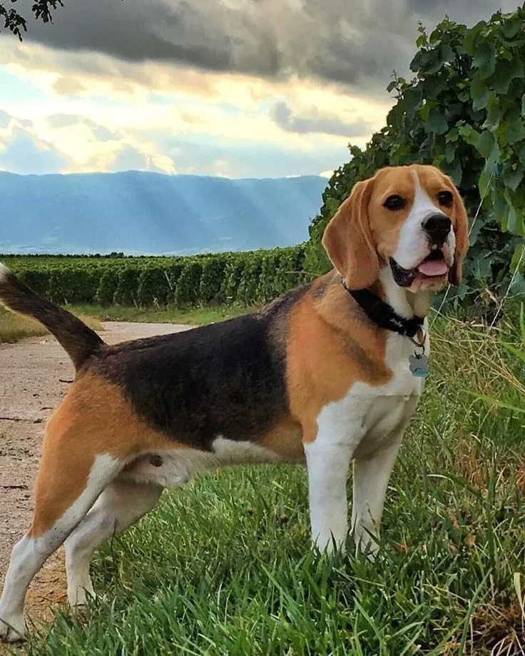 Bora — Beagle