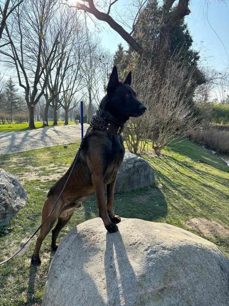 Ponçik — Belçika Kurdu (Malinois)