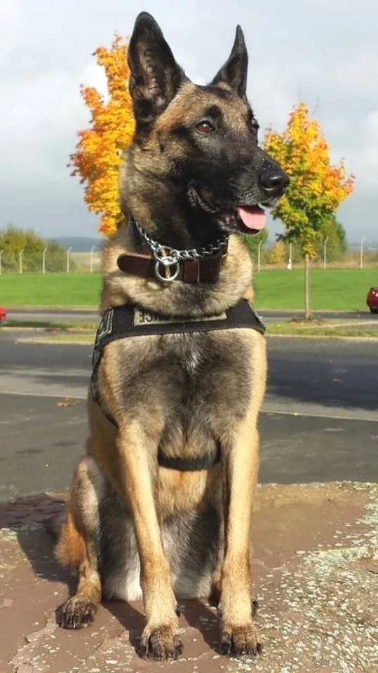 Boz — Belçika Kurdu (Malinois)
