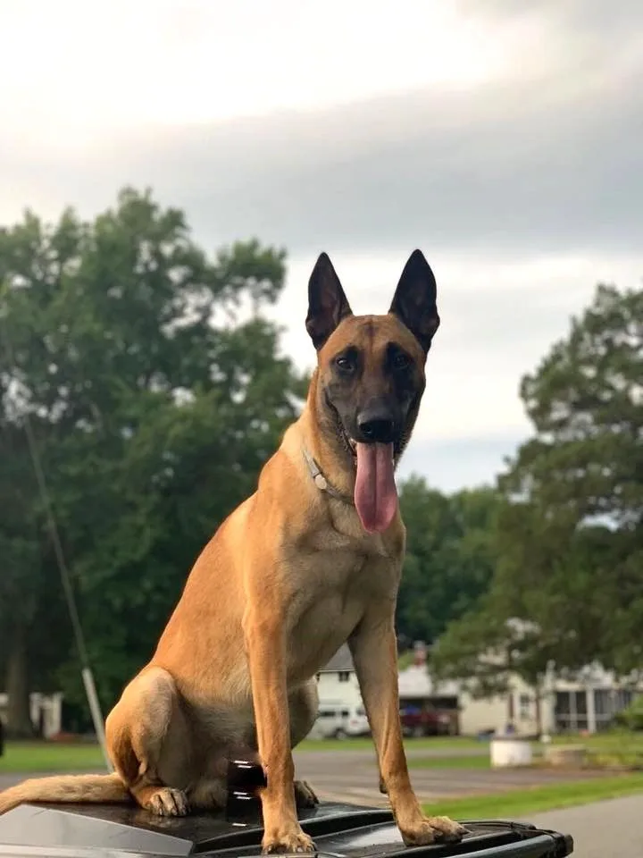 Boz — Belçika Kurdu (Malinois)