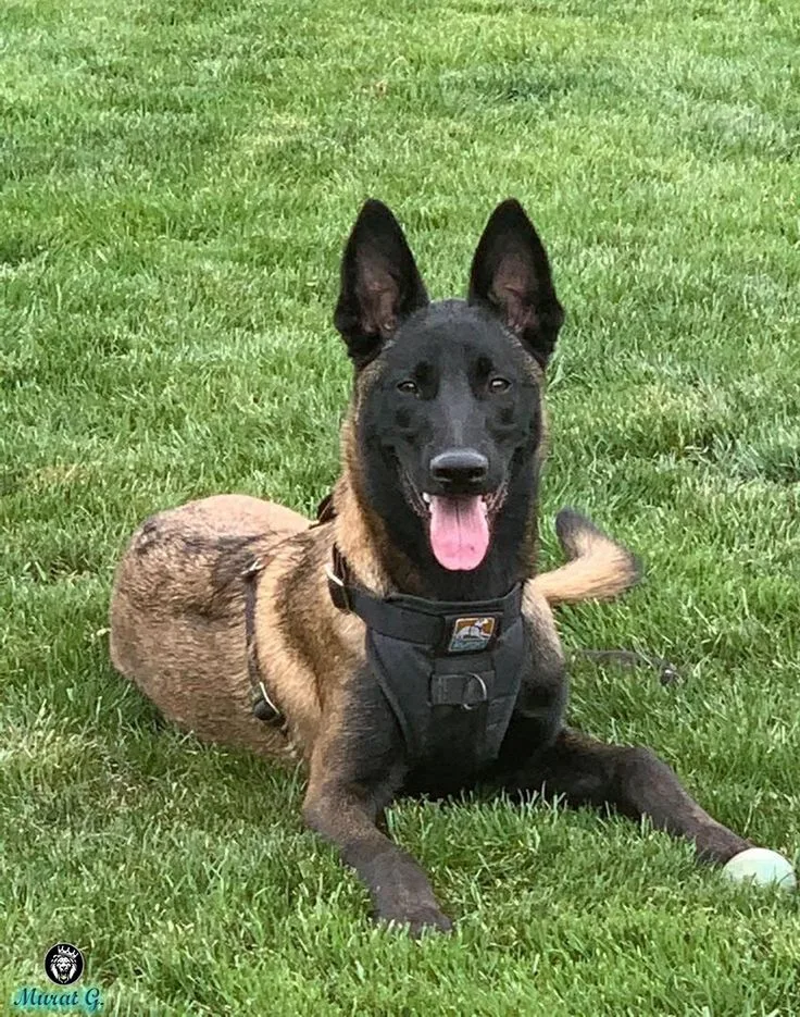 Bella — Belçika Kurdu (Malinois)