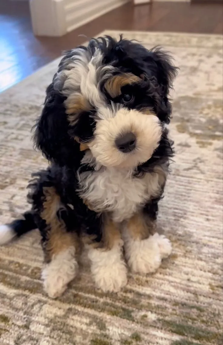 Poyraz — Bernedoodle