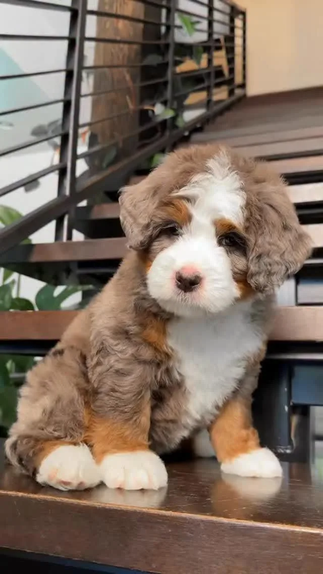 Tarçın — Bernedoodle