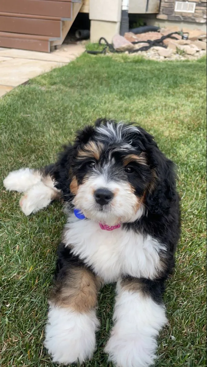 Sultan — Bernedoodle