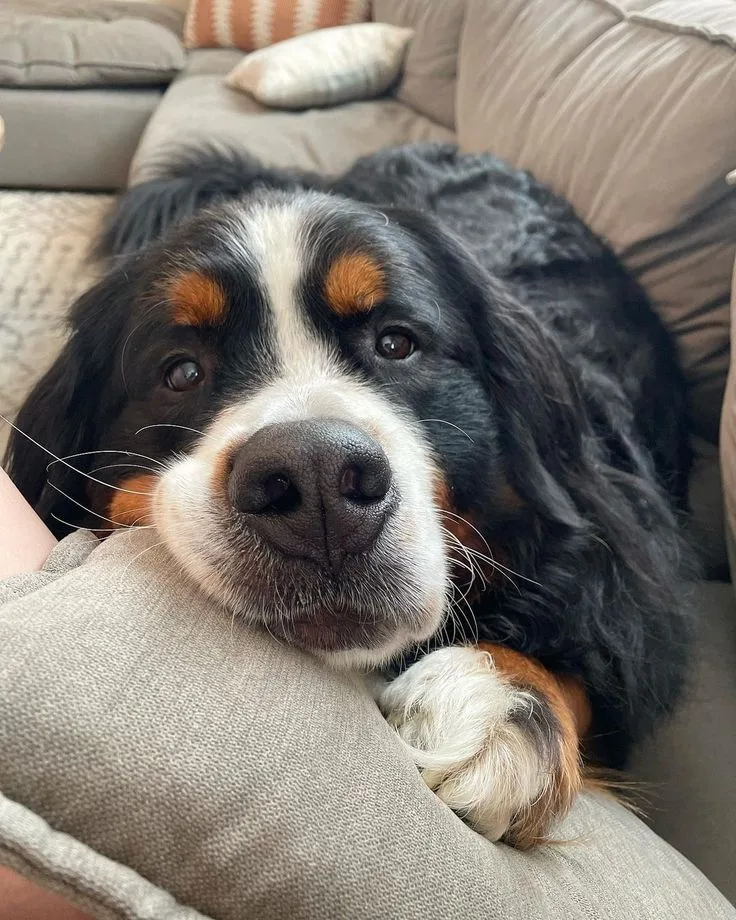 Balto — Bernese Mountain Dog