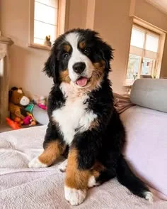 Kaplan — Bernese Mountain Dog