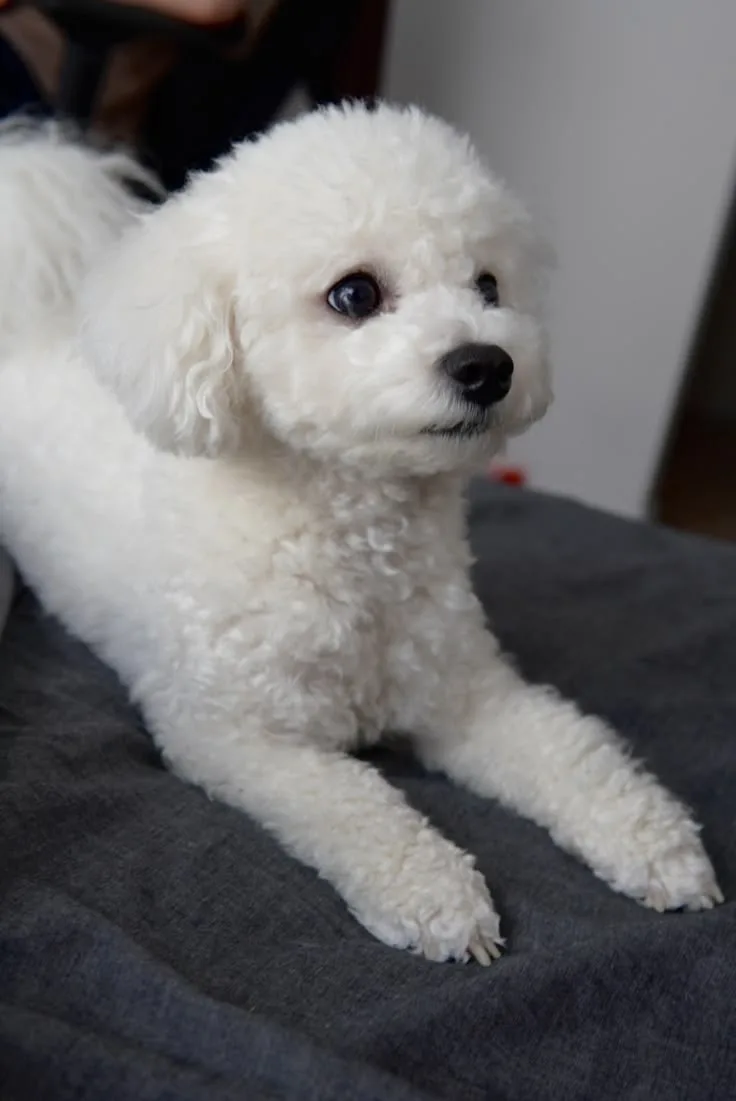 Zeybek — Bichon Frise