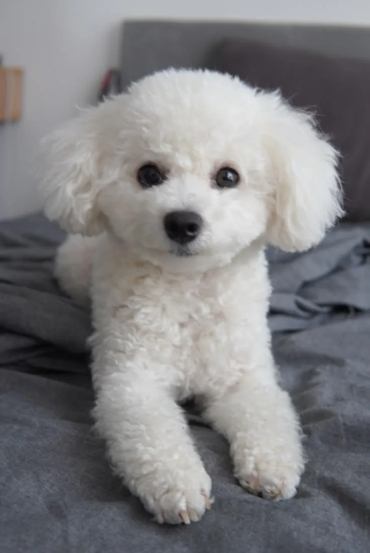 Maya — Bichon Frise