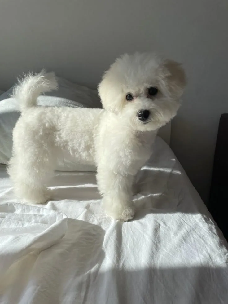 Bulut — Bichon Frise