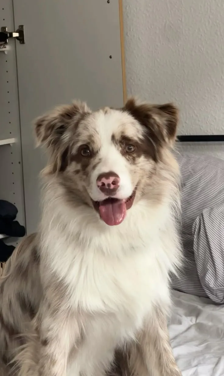 Pamuk — Border Collie