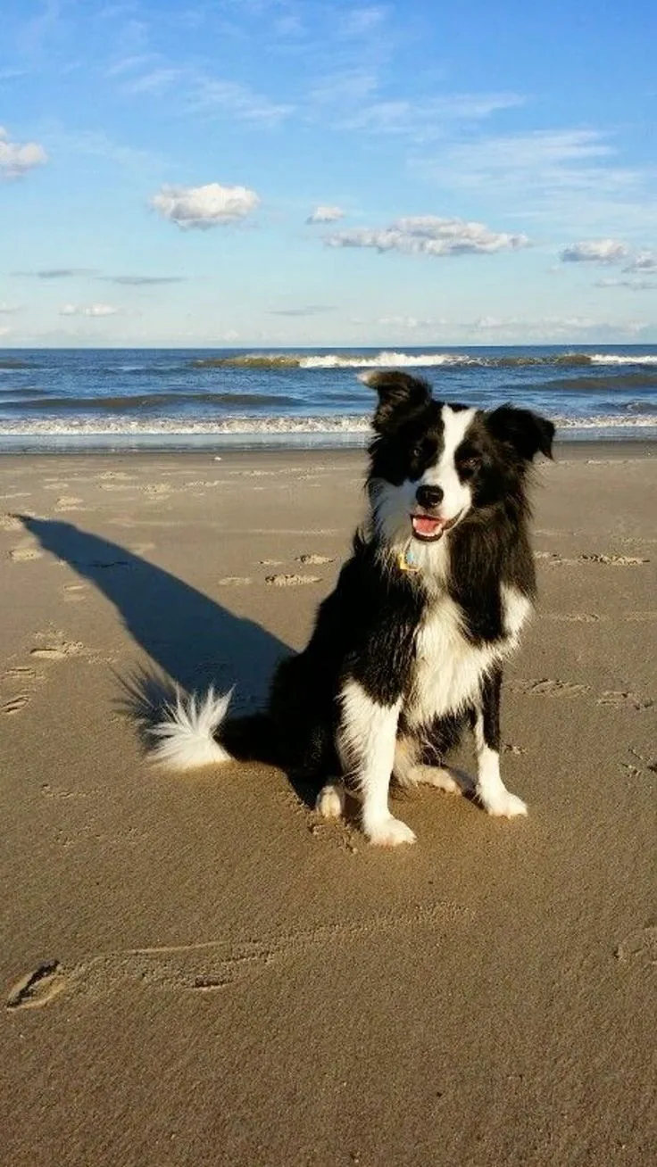 Bobi — Border Collie