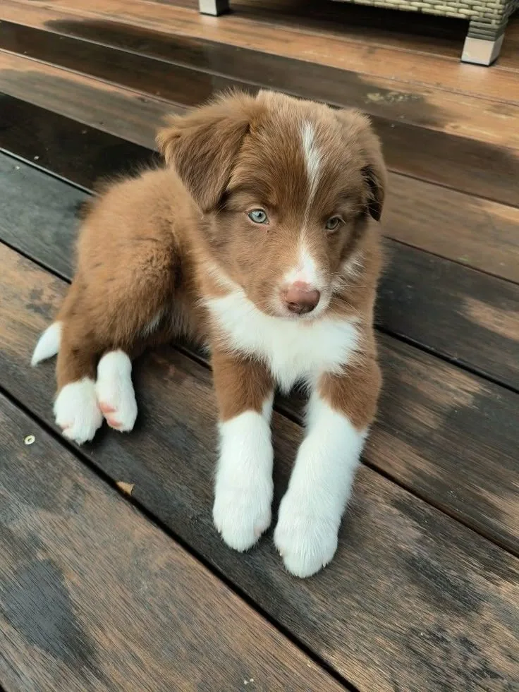 Kont — Border Collie