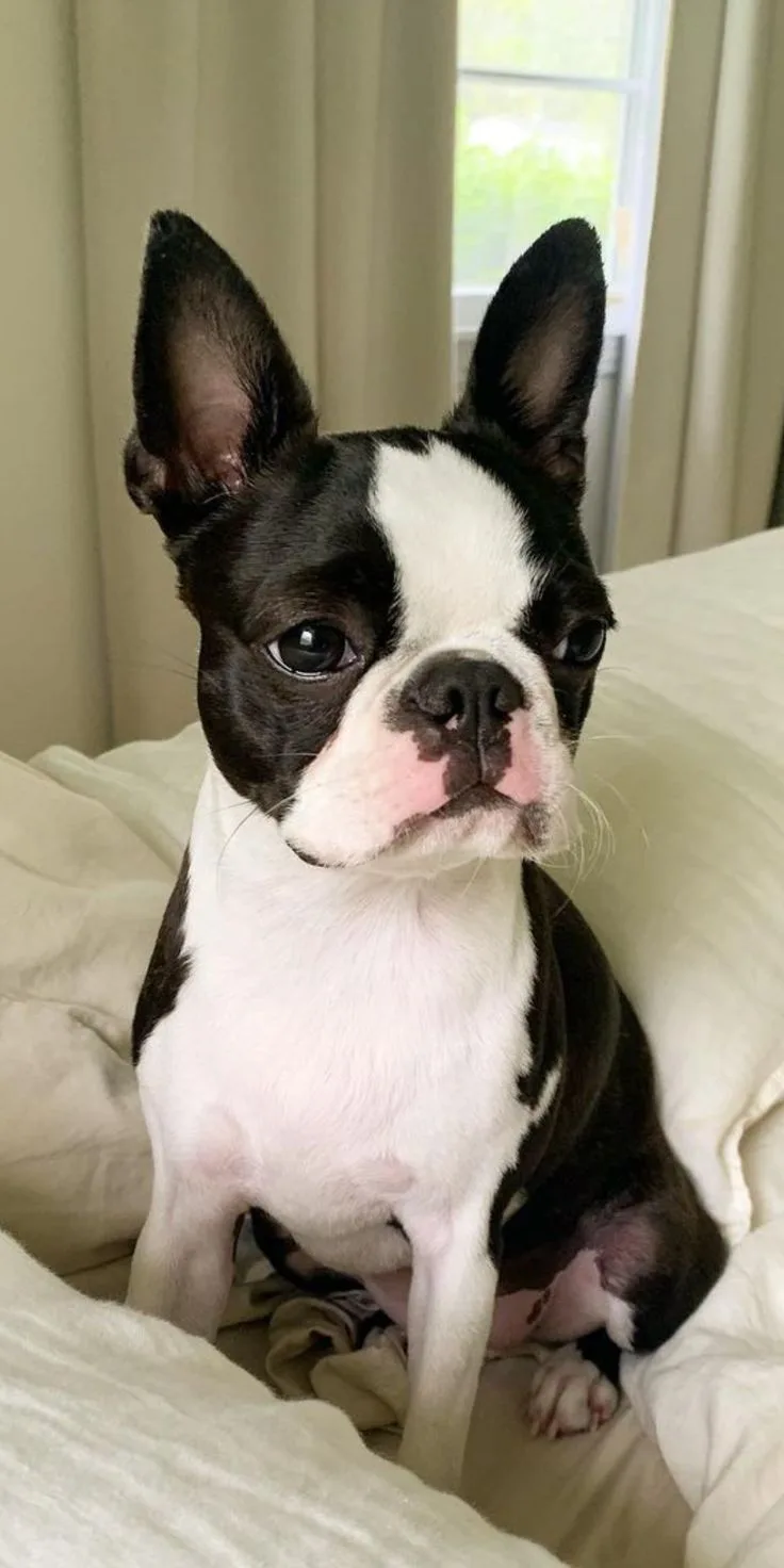Tarçın — Boston Terrier