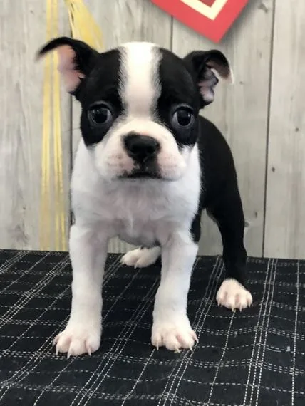 Şanslı — Boston Terrier