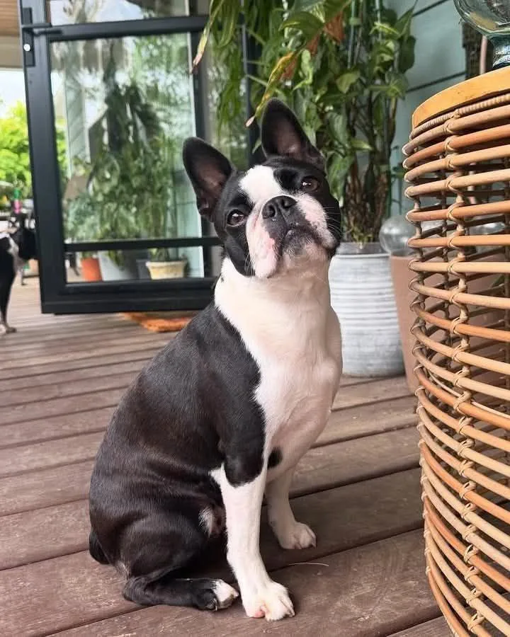Lokum — Boston Terrier