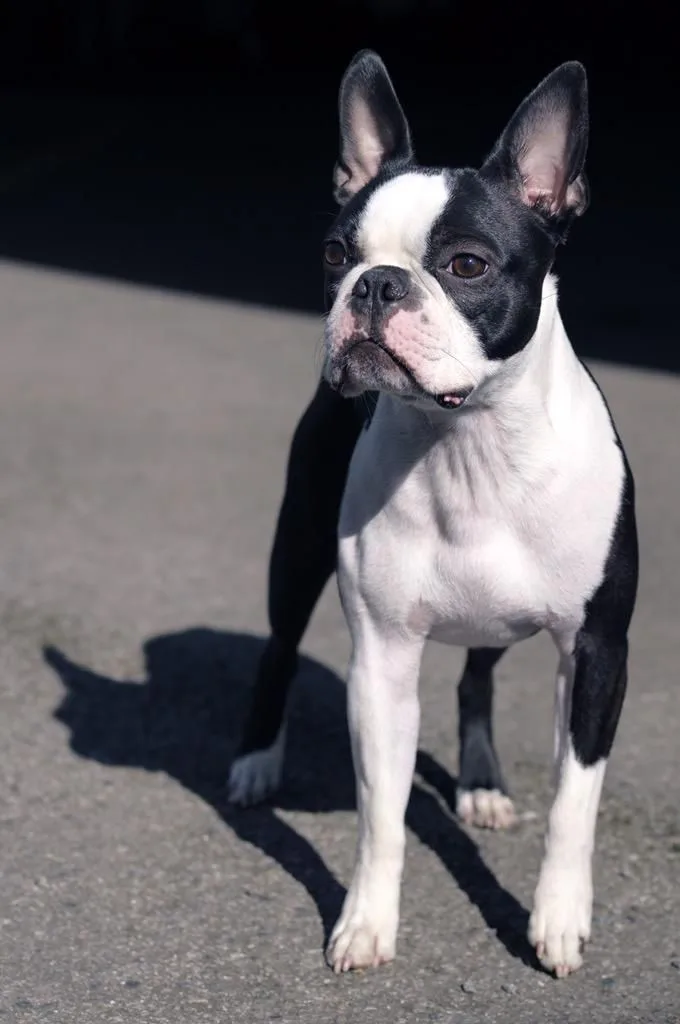 Dost — Boston Terrier