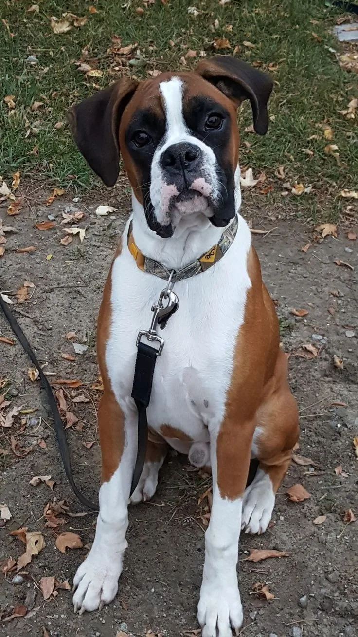 Roxy — Boxer