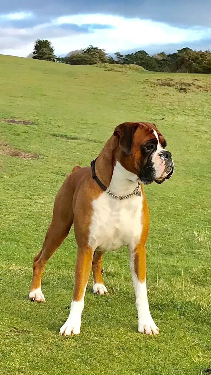 Şah — Boxer