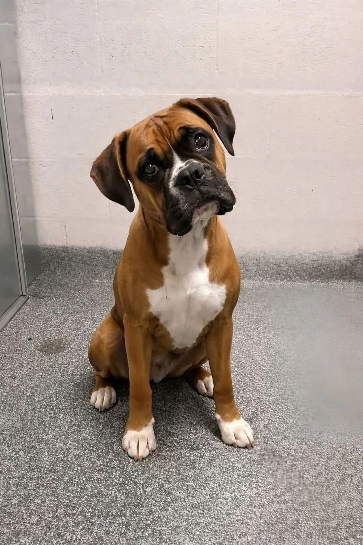 Atlas — Boxer