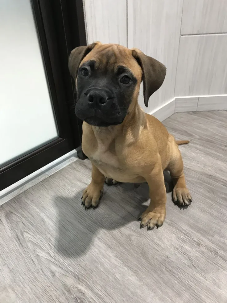 Zeybek — Bull Mastiff