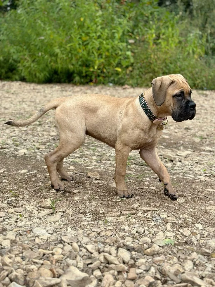 Odin — Bull Mastiff