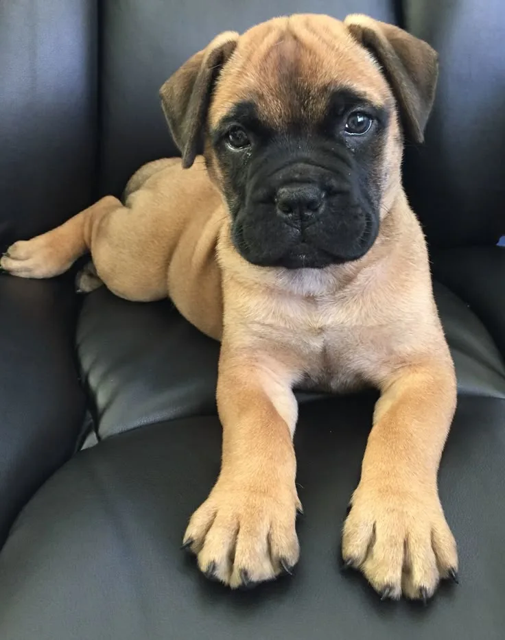 Ay — Bull Mastiff