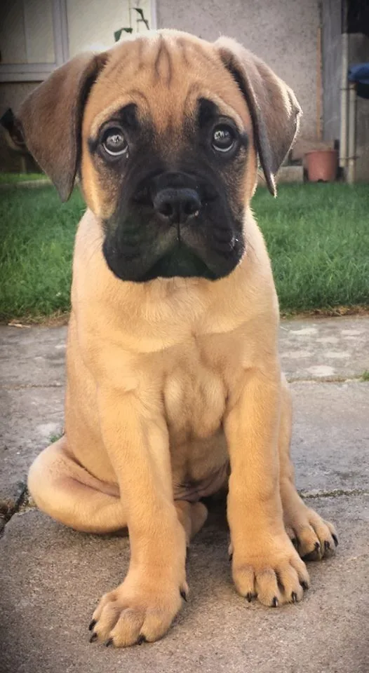 Zümrüt — Bull Mastiff