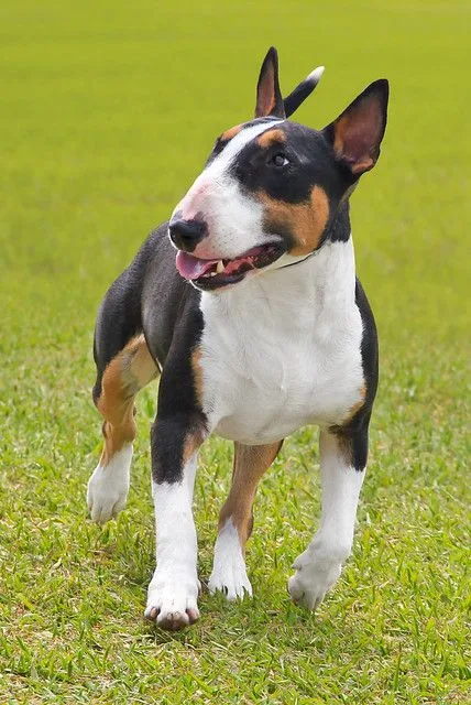 Zeytin — Bull Terrier