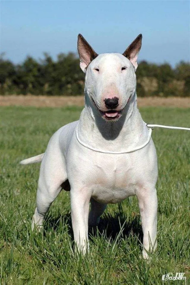 Bulut — Bull Terrier