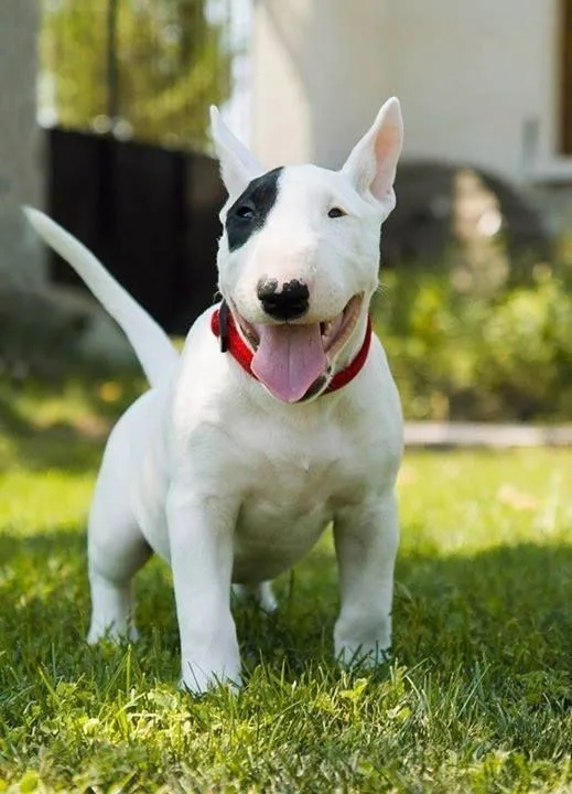 Kurt — Bull Terrier