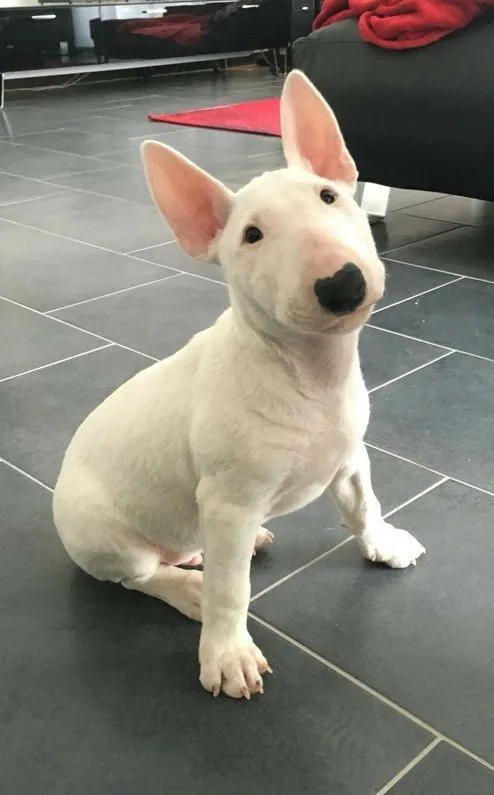 Bey — Bull Terrier