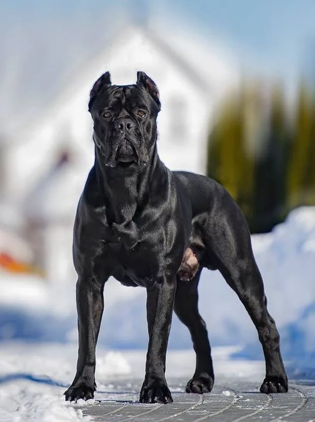 Lokum — Cane Corso
